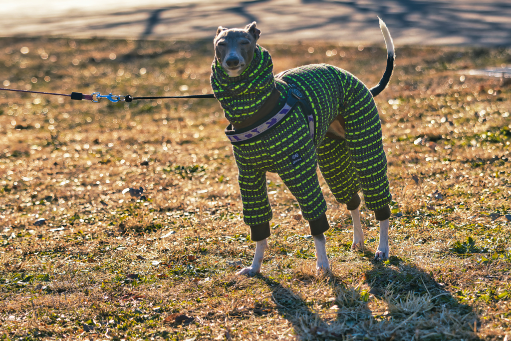 ワタクシ寒いのは苦手ですわ