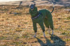 ワタクシ寒いのは苦手ですわ