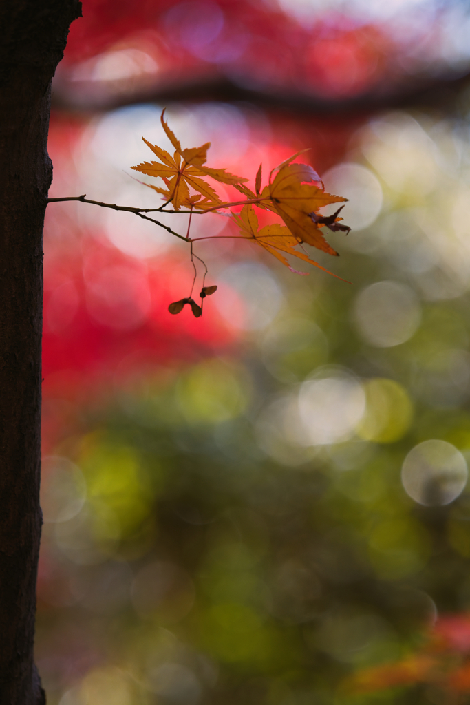 紅の葉