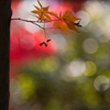 紅の葉