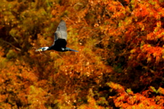 秋を飛ぶ