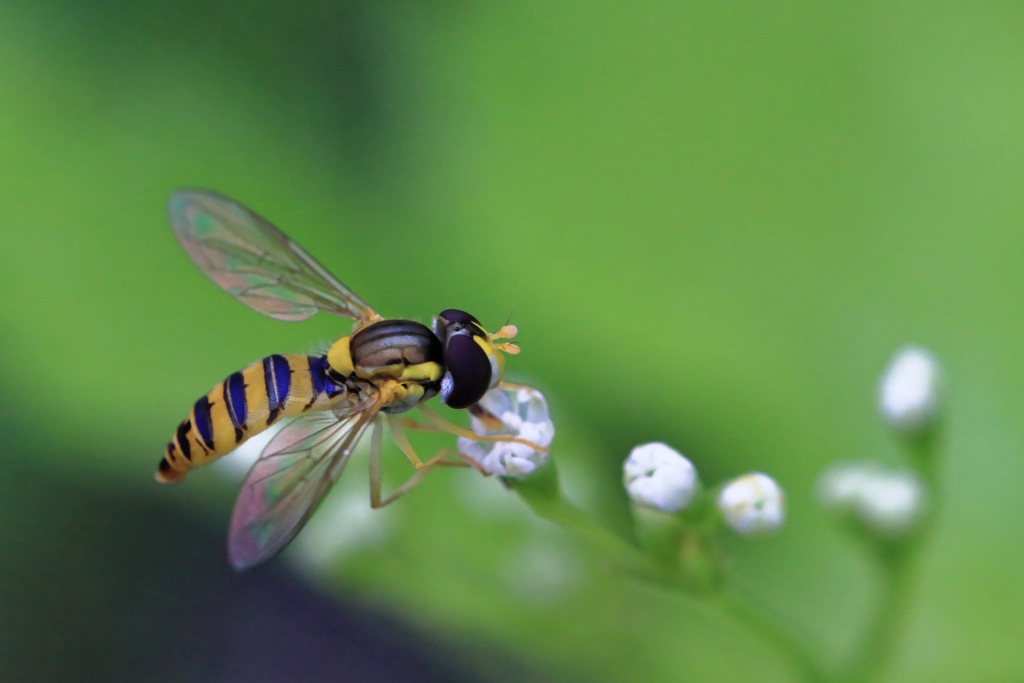 虹色の翅で空を飛ぼうよ