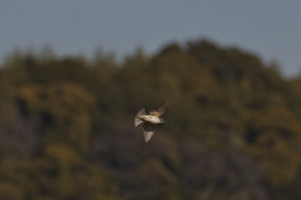 今日日、街からスズメの姿が見られなくなったとお嘆きの諸兄に