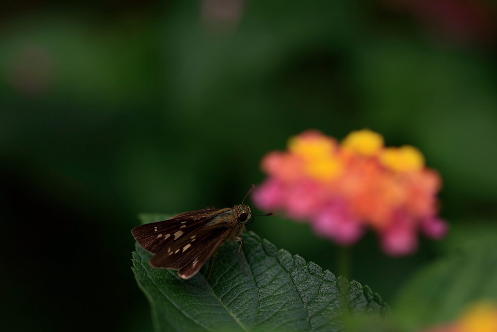 花は脇役