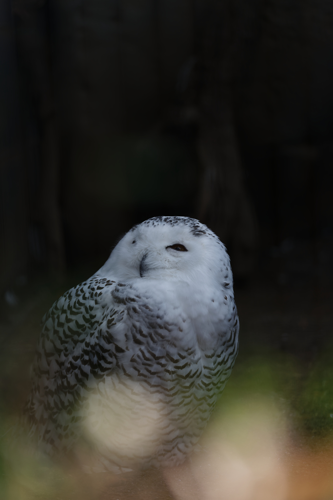 どうぶつ園に行ってきたよ