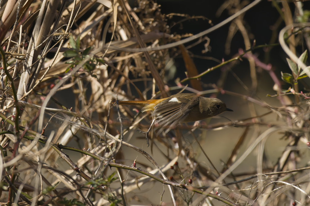 藪の中の魑魅魍魎