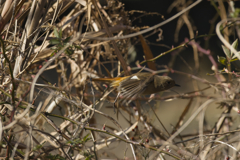 藪の中の魑魅魍魎