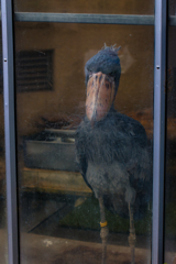 去年動物園に行ったのを思い出したりして 去年動物園に行ったのを思い出したりして
