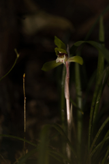 山野草+雨＋ストロボ