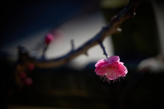 春紅