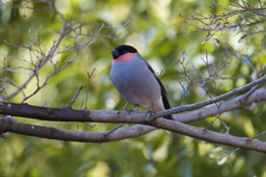 もうウソばっかし
