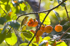 朱色の糧Ⅱ 朱色の糧Ⅱ