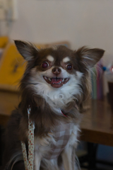 嗤う犬の生活