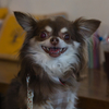 嗤う犬の生活