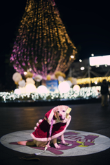 今日かわいいサンタさんに逢いました