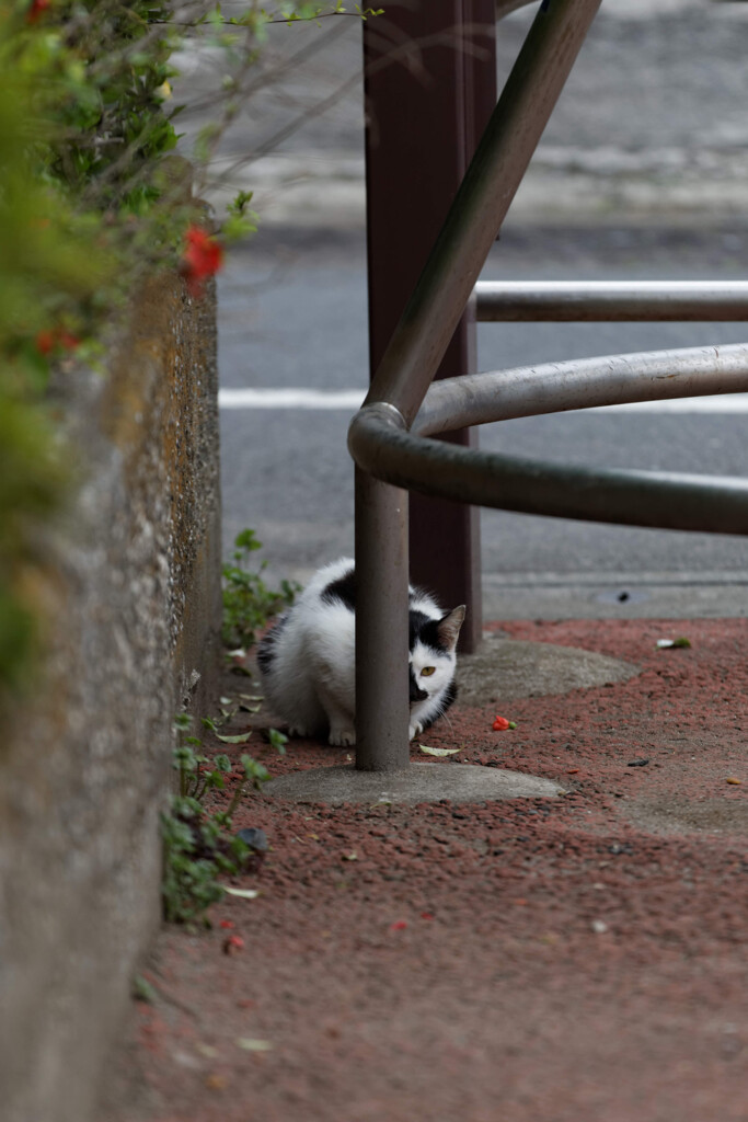 ネコ箱ひっくり返してたら