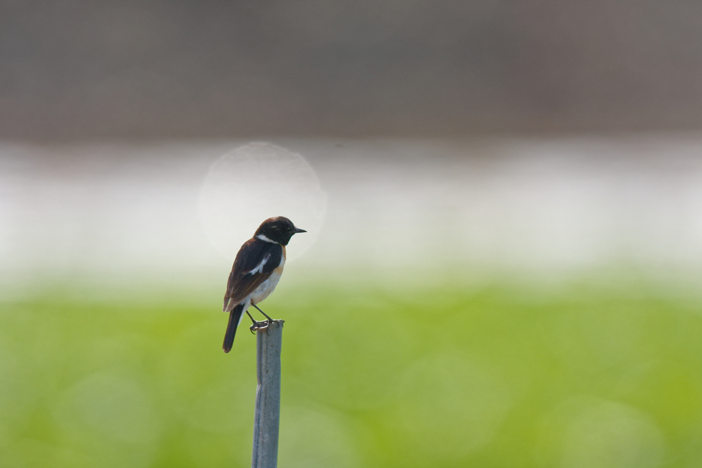 鳥ころぉる