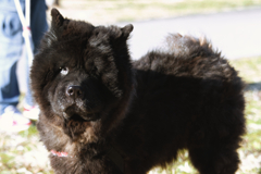 千葉県には熊は出ないけど　立石にはクマちゃんが出る！