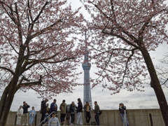 隅田川の桜も