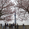 隅田川の桜も