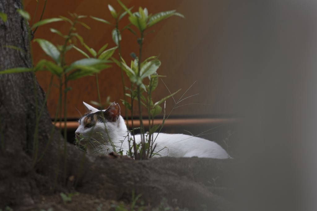 ねこぱぱらっち再び