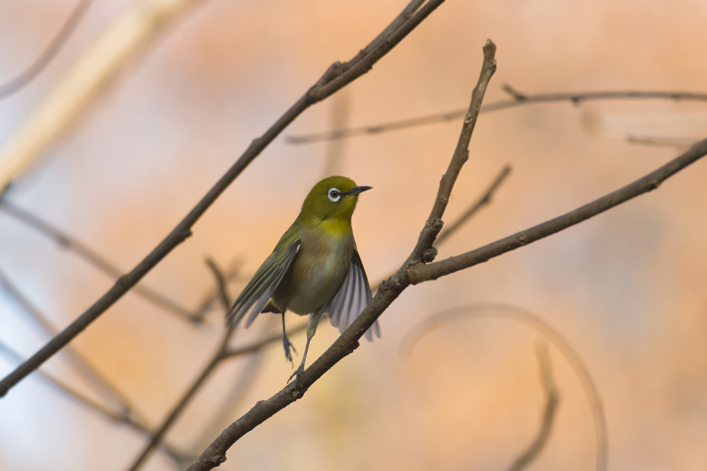 ちょっとステップ踏んでみた2