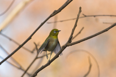 ちょっとステップ踏んでみた2