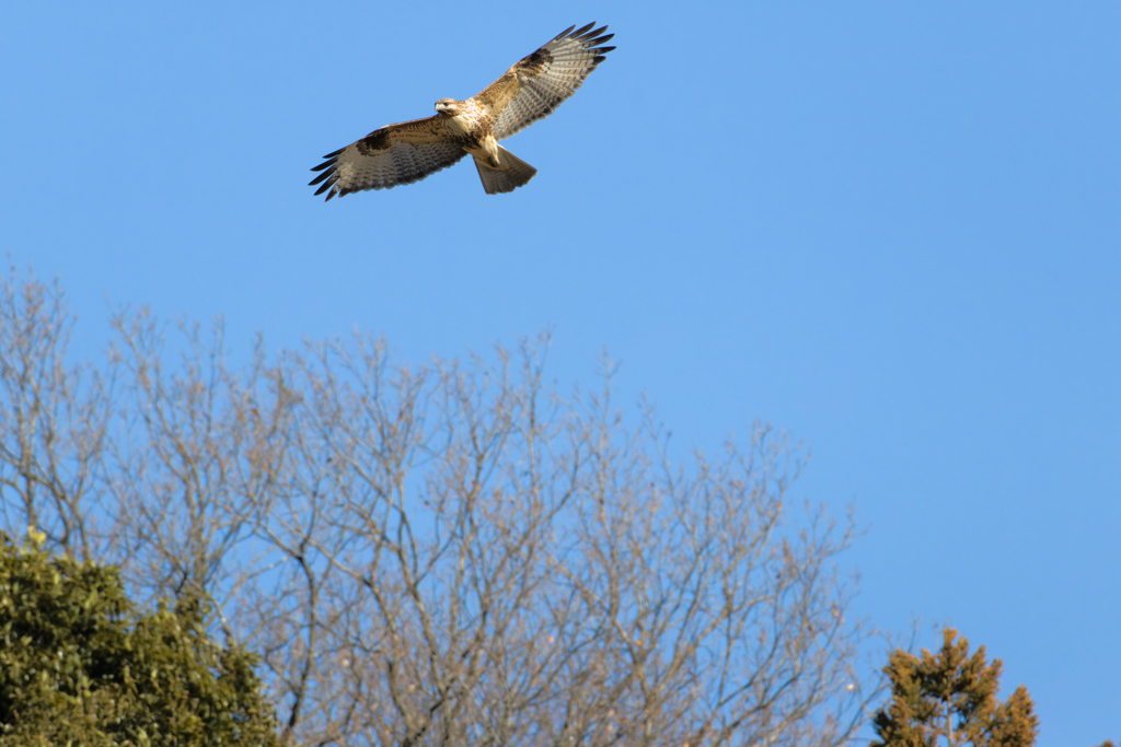 それは風の強い日のことでした