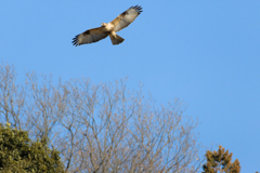 それは風の強い日のことでした