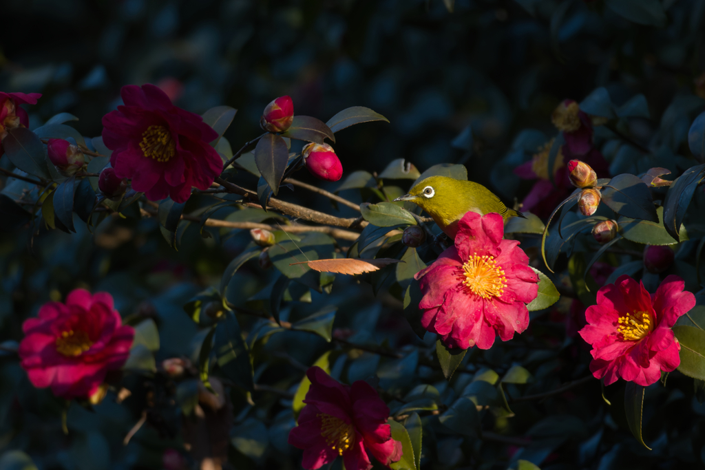 ずっと椿だと思っていたのは