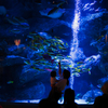 水族館の記憶