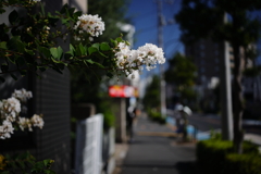 白い花でも猿は滑る