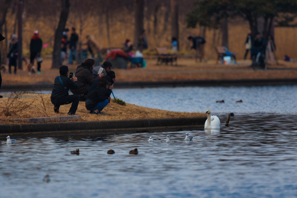 コブハクチョウ が来た冬