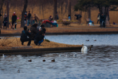 コブハクチョウ が来た冬