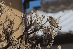 どぉも メジロさんの代役で来ました