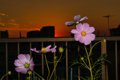夕焼けと ももいろコスモスと 思い出と