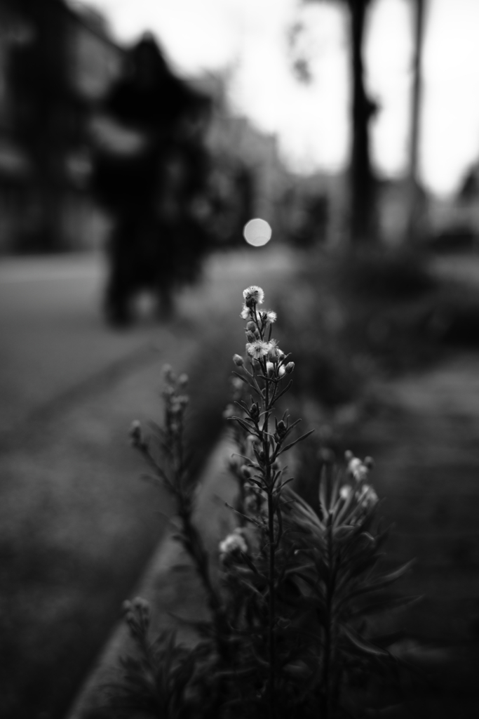 路傍に咲く