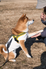 お手でも何でもするから 早くちょうだい