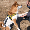 お手でも何でもするから 早くちょうだい