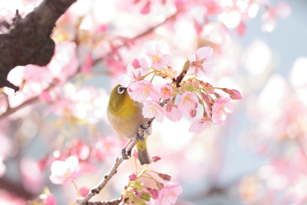 晴れた日の楽しみ方