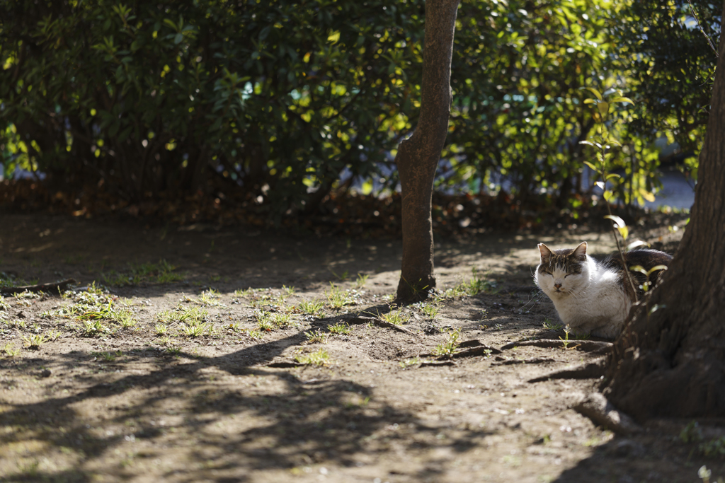 公園の住人2