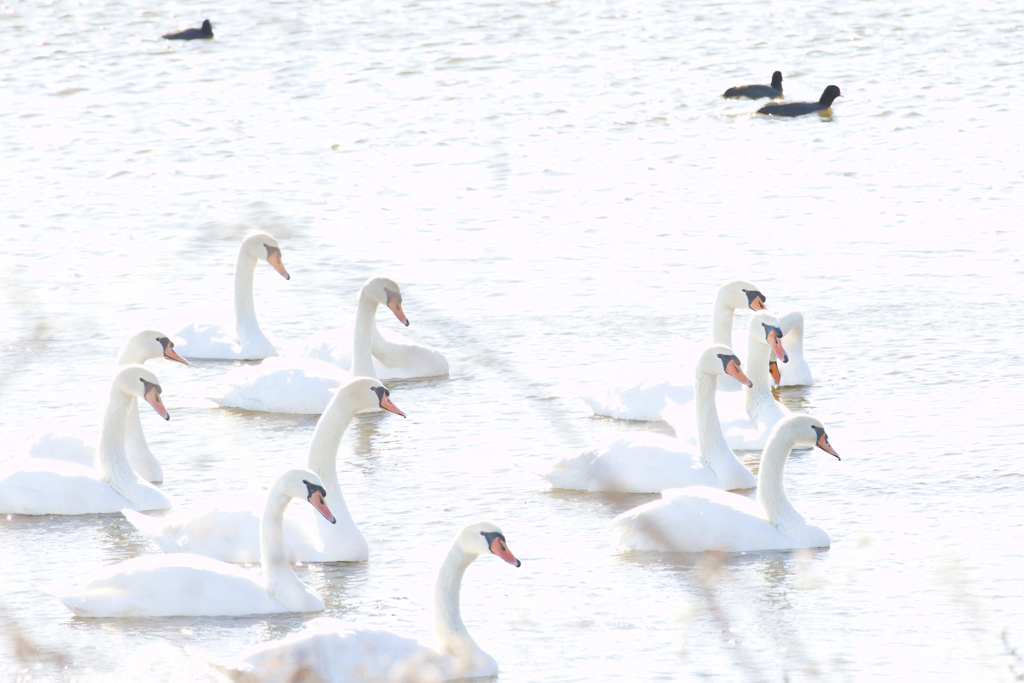 かたや不法移民組