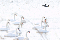 かたや不法移民組