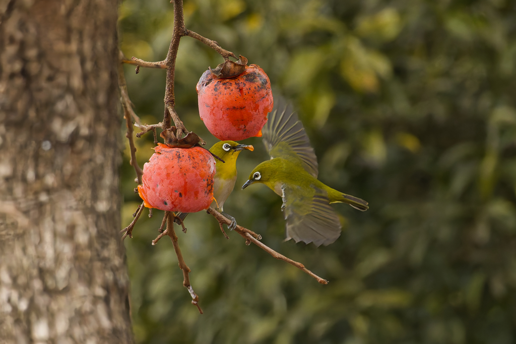 かきくうきゃくⅡ