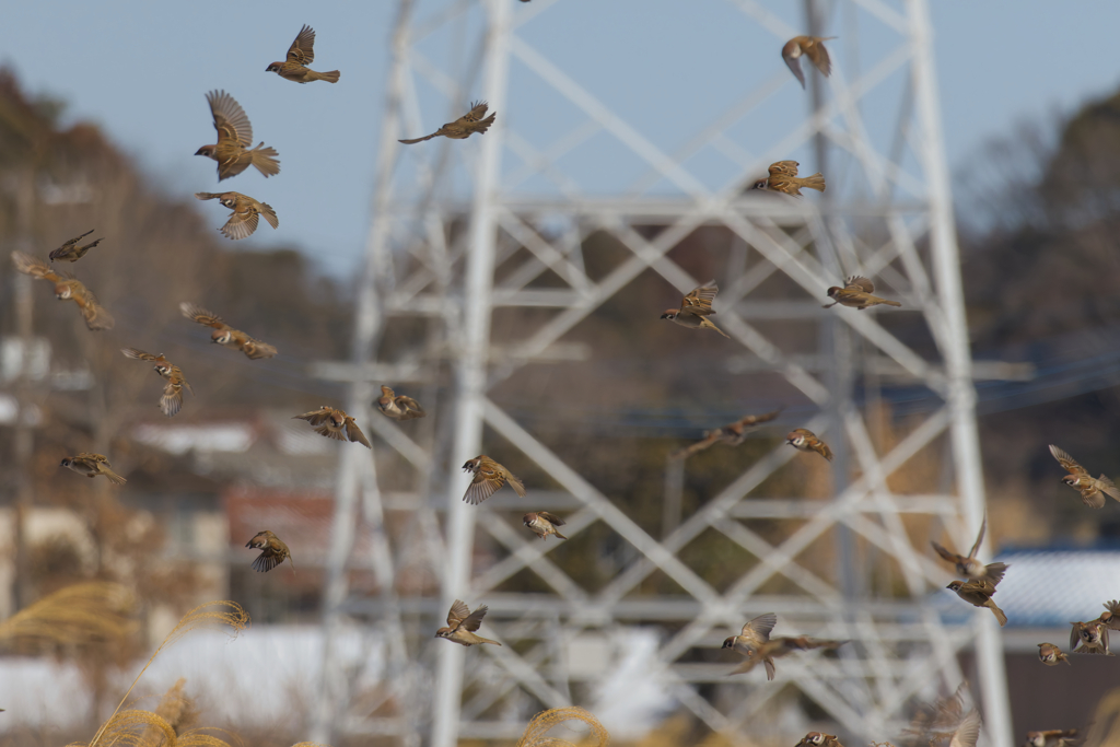 いいかい　いっせーのせ で飛ぶんだよ　あぁぁ