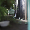 ねこぱぱらっち再び2