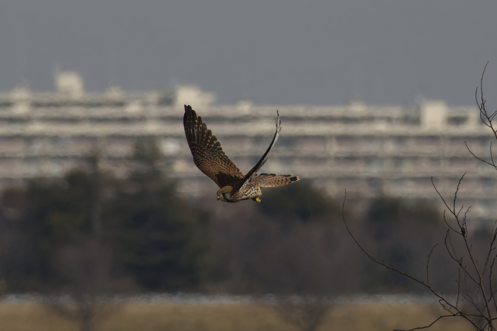 長元坊てどこのお坊さん？