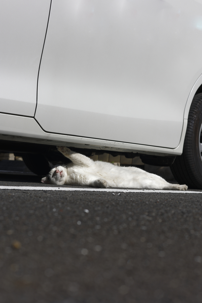 猫はさまってた