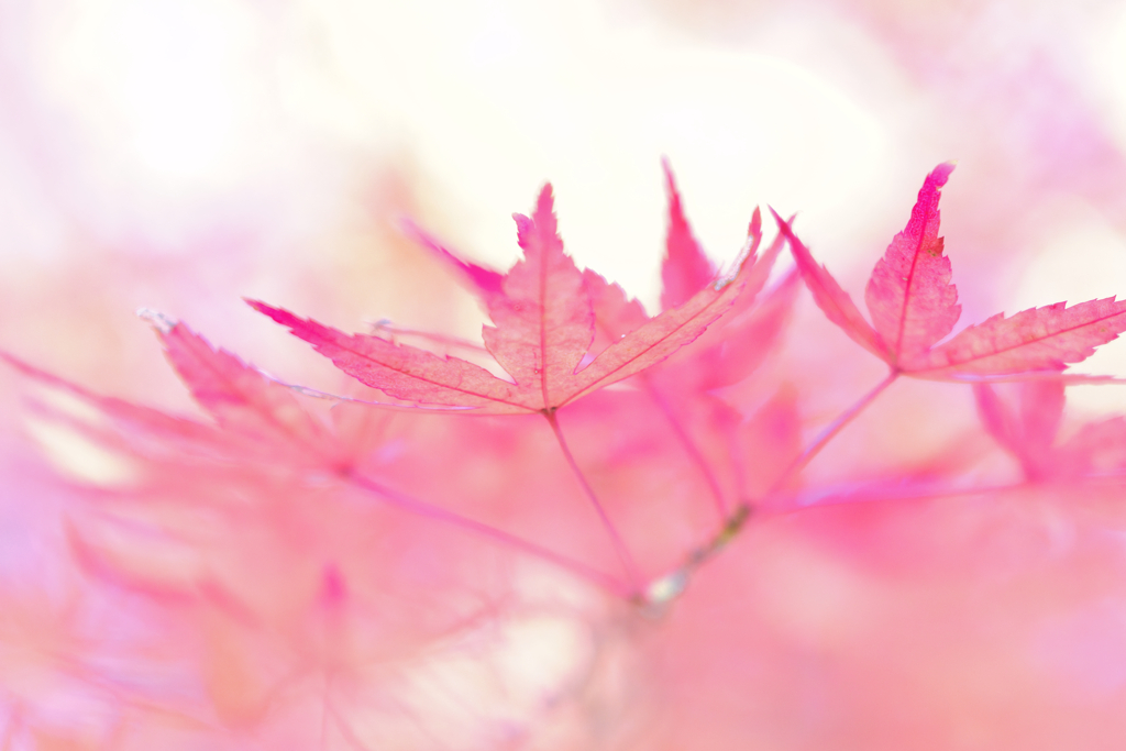 世界一赤色の数が多い国に生まれて