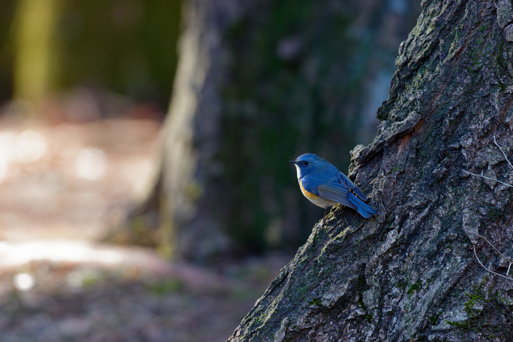 青い鳥見つけた